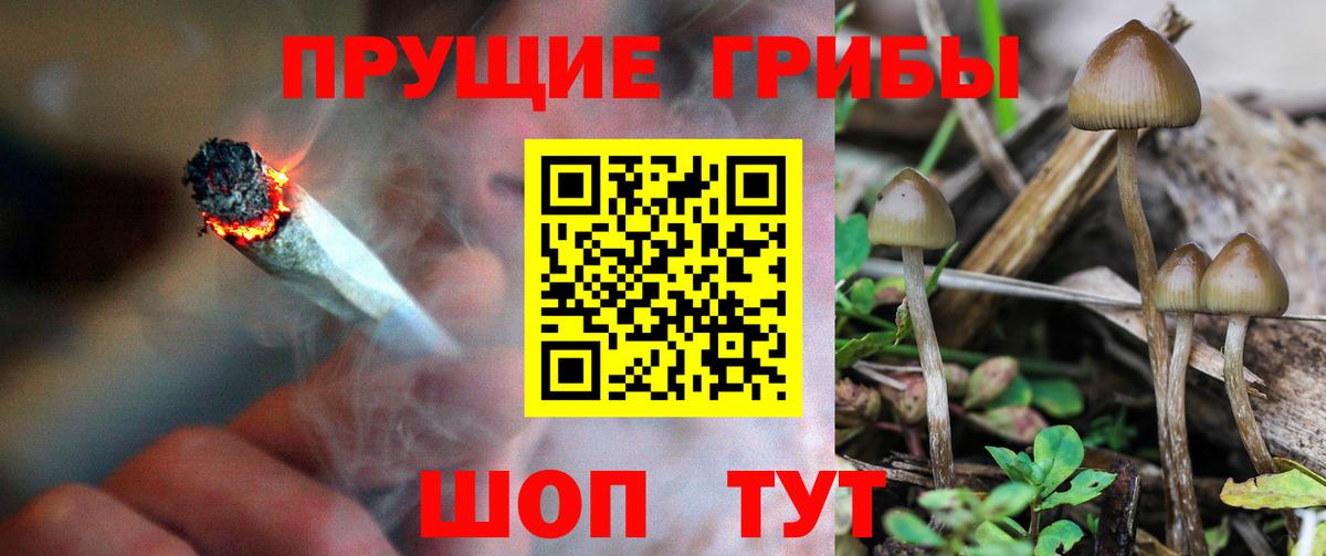Псилоцибиновые грибы Cubensis Арзамас